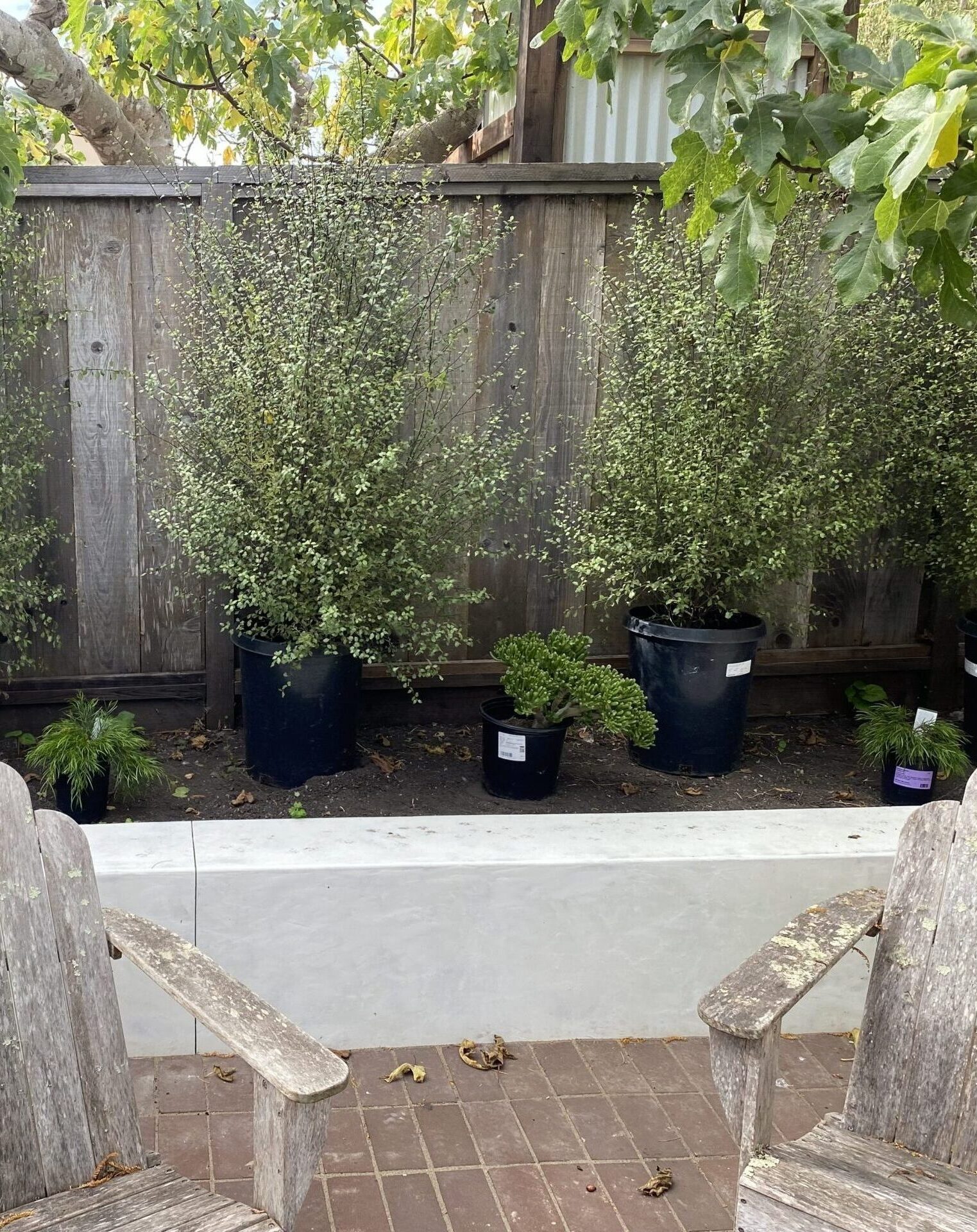 plants background